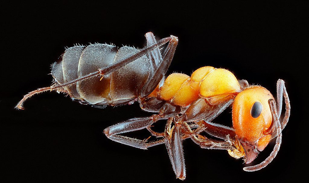 Ant Control service in Bedford, TX