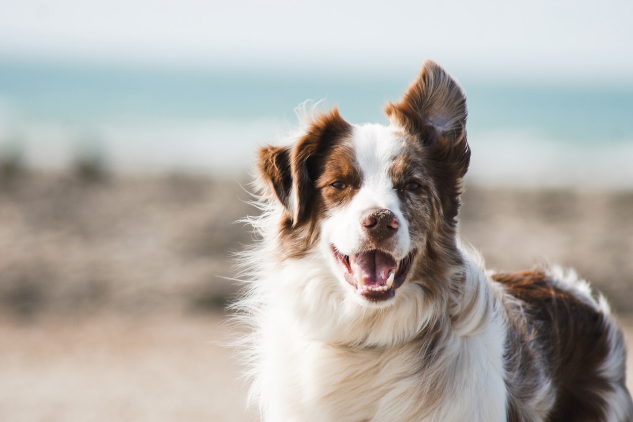 Flea & Tick Control service in Bedford, TX