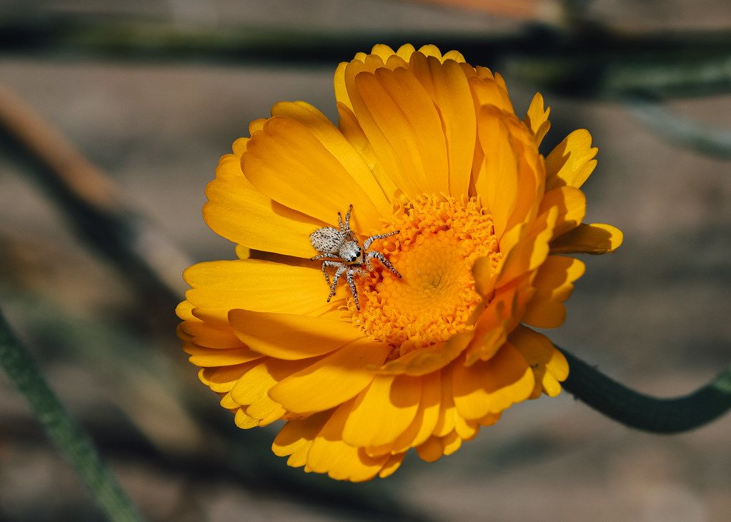 Spider Control service in Bedford, TX